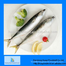 frozen mackerel pacific horse mackerel